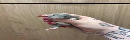 Rat rodents for sale: Gorgeous pedigree dwarf rat pups - Advert 31