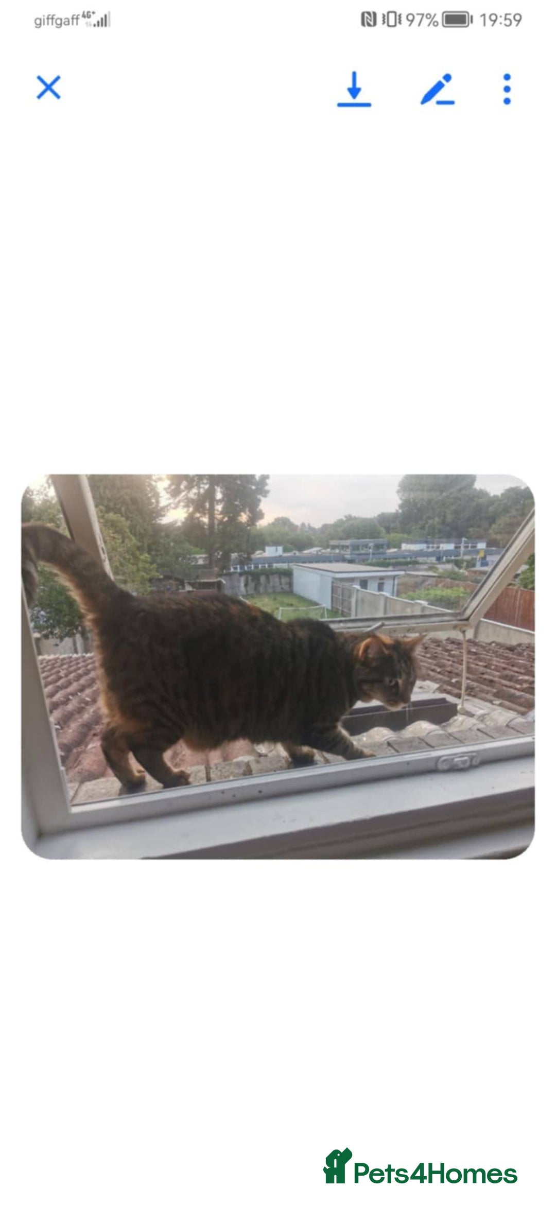 Mixed Breed cats for sale: Car for free (urgent) - Image 4