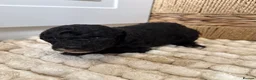 Toy Poodle dogs for sale: Adorable Toy Poodle Puppies  - Advert 23