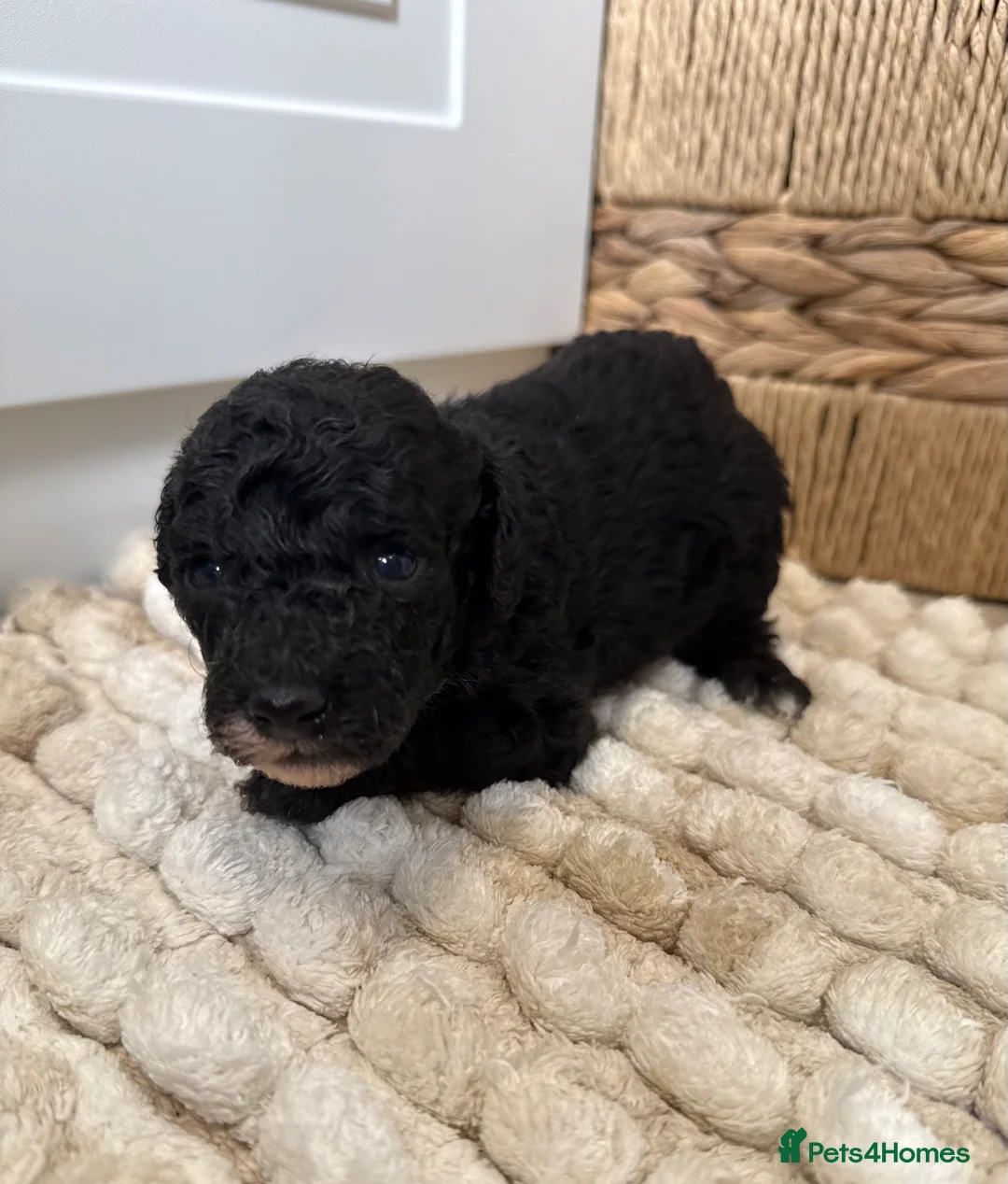Toy Poodle dogs for sale: Adorable Toy Poodle Puppies 1 LEFT! *READY TO GO* - Advert 34