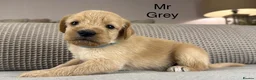 Double Doodle dogs for sale: A REALLY EXCITING MIX OF BREEDS. GORGEOUS!!! - Advert 25