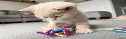 British Shorthair cats for sale: BSH kittens in Camborne - Advert 10