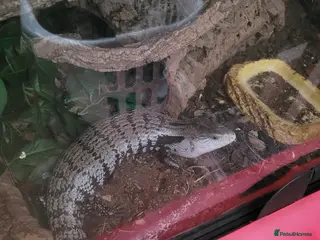 Skink reptiles Blue tongue skink - Advert 16