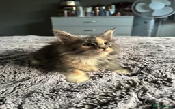 Maine Coon cats for sale: Maine Coon kittens Available!!!! - Image 4