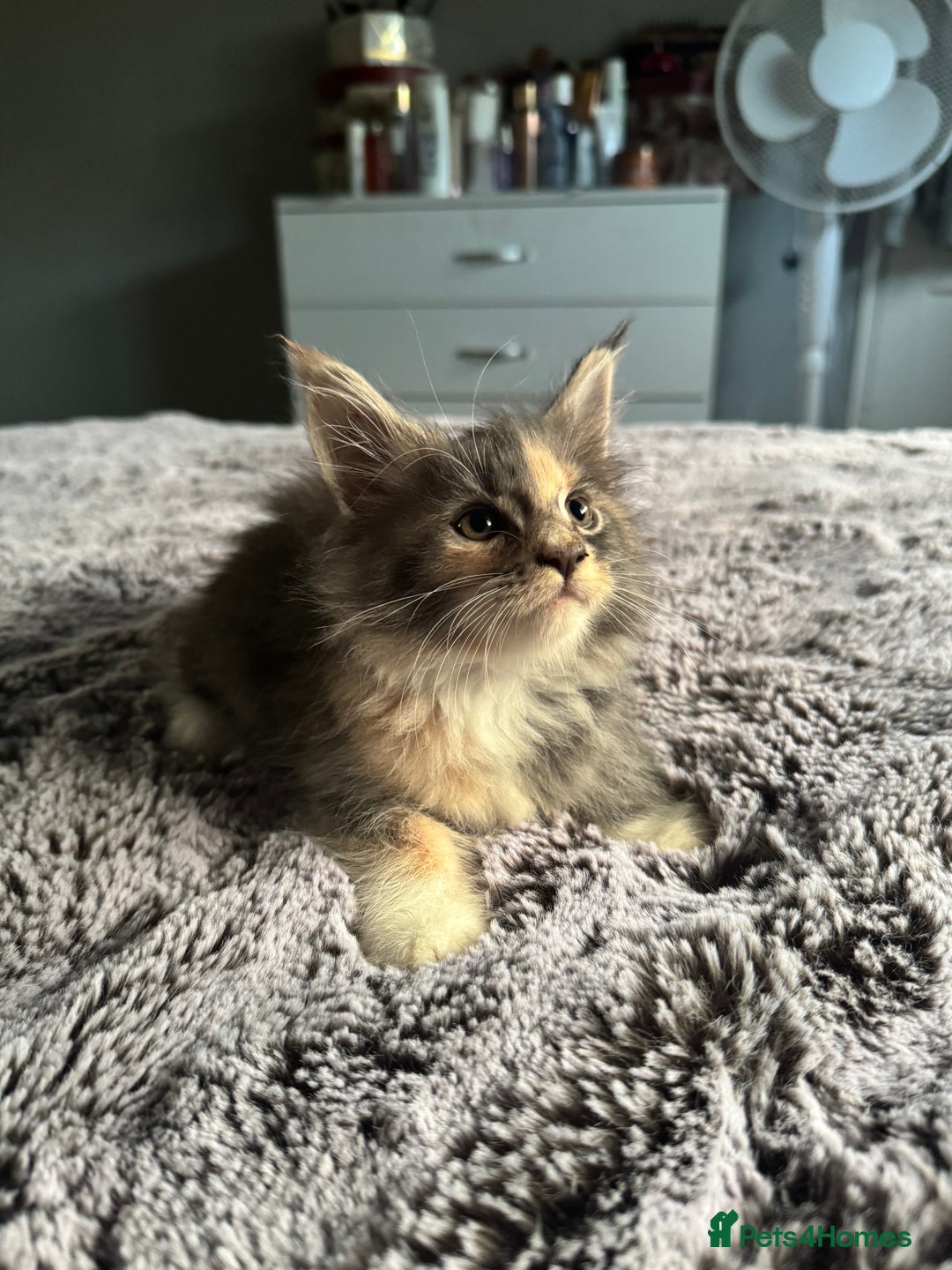 Maine Coon cats for sale: Maine Coon kittens Available!!!! - Image 4