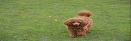 Toy Poodle dogs for stud: Health tested fox red toy poodle stud  in Stevenage - Advert 22