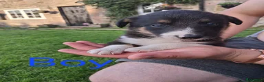 Border Collie 1