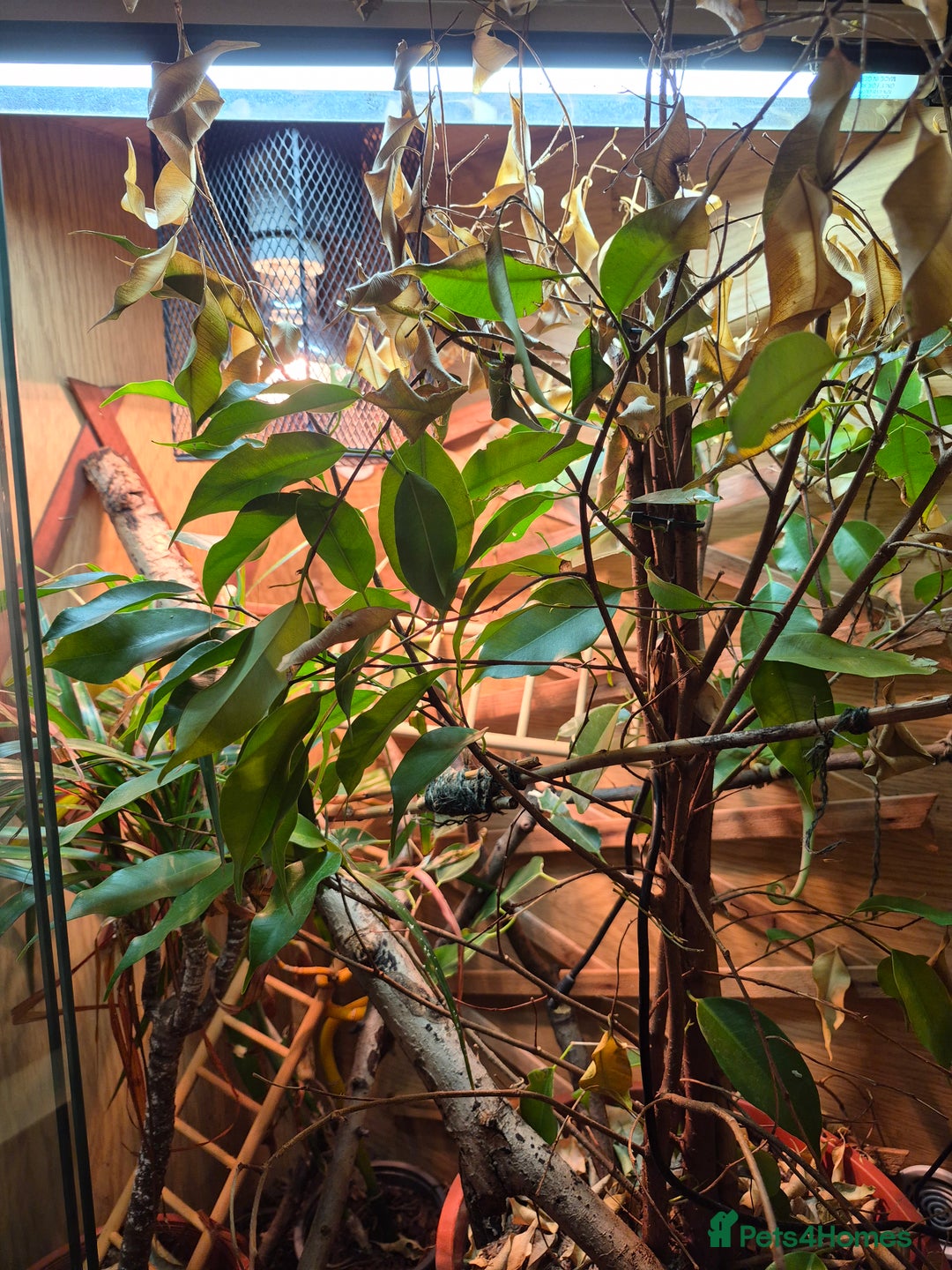 Chameleon reptiles for sale: Young Veiled Chameleon Female - Advert 2