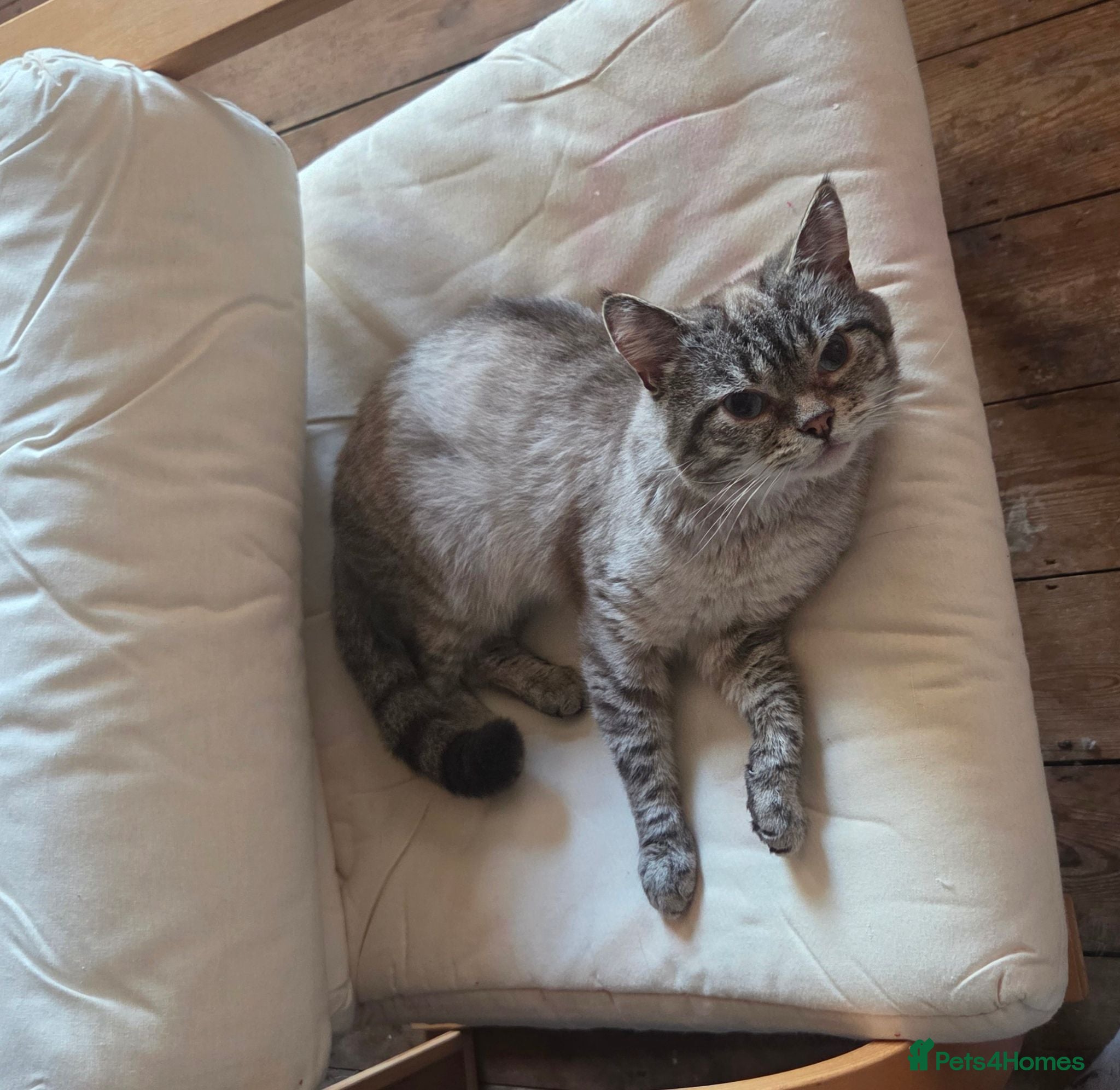 Mixed Breed cats Snow bengal cross turkish angora kittens  - Advert 2