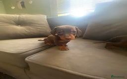 Miniature Dachshund dogs for sale: Pure mini chocolate/tan 6wk old dachshund boys  - Image 1