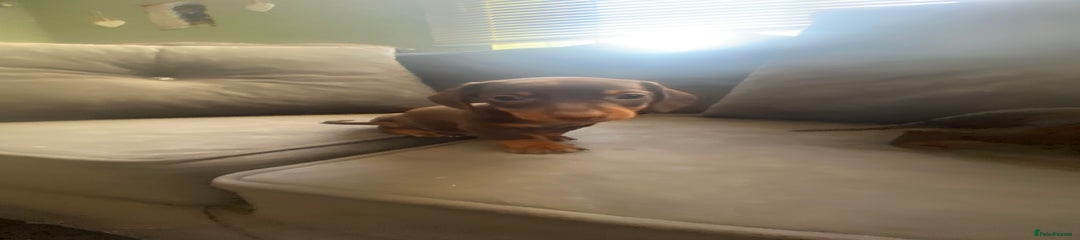Miniature Dachshund Puppy 1