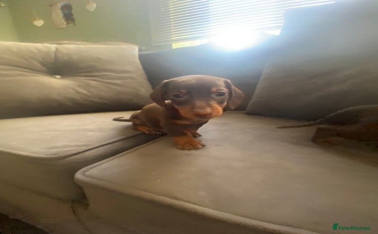 Miniature Dachshund dogs - Advert 4