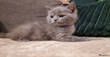 British Shorthair cats Beautiful chunky BSH kittens - Advert 3