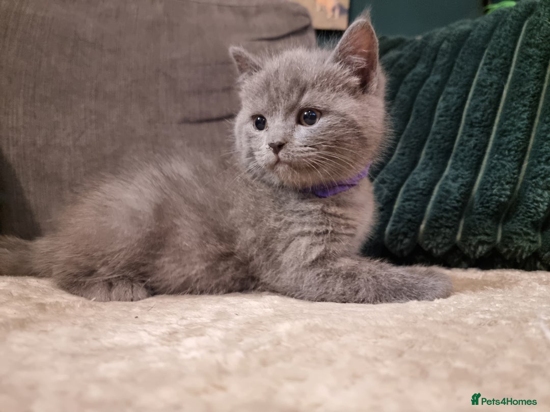 British Shorthair cats for sale: Beautiful chunky BSH kittens - Advert 3