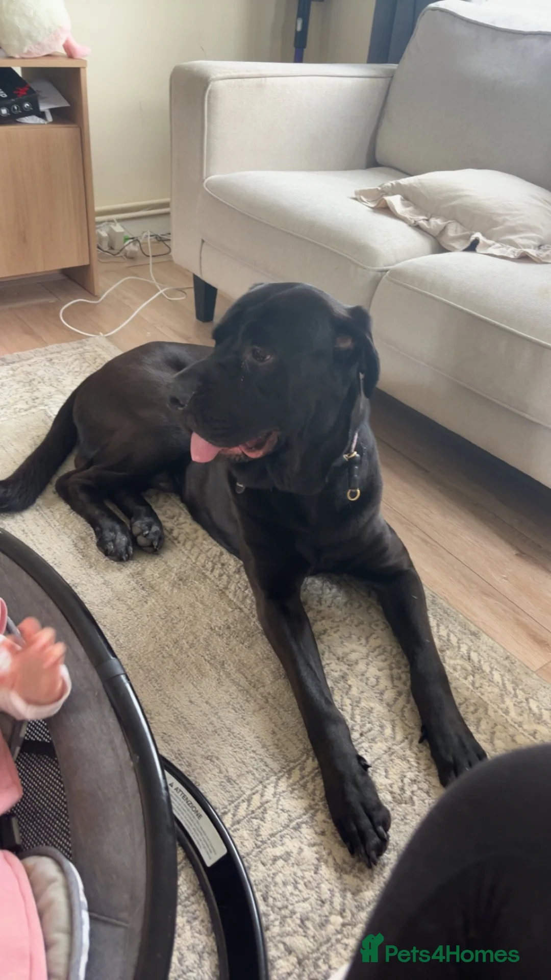 Mixed Breed dogs for sale: German Shepherd cross Cane Corso  - Advert 4