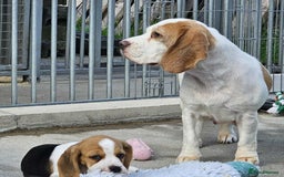 Beagle dogs for sale: Stunning KC Reg Beagle Pups - Ready Now - Image 13