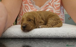 Cockapoo dogs for sale: Beautiful PRA F1B puppies - Image 18