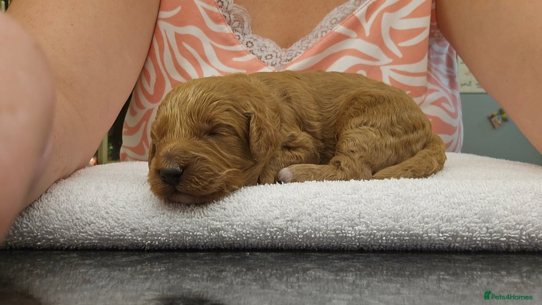 Cockapoo dogs for sale: Beautiful PRA F1B puppies - Image 18
