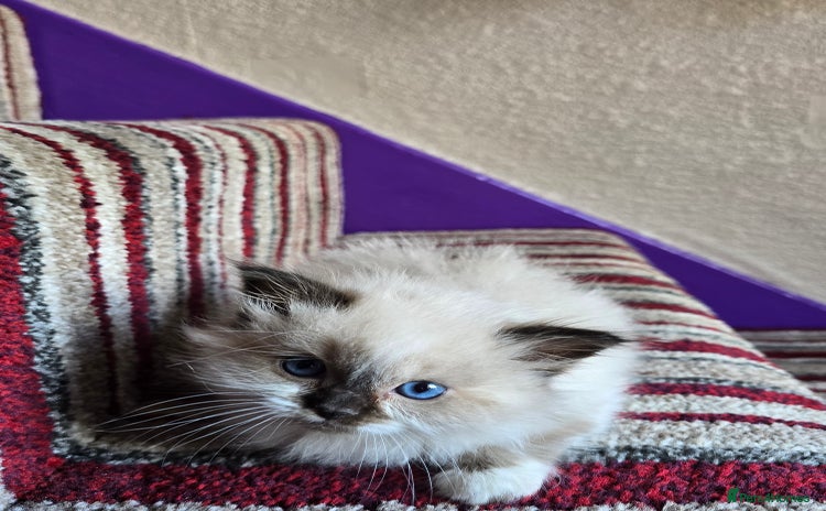 Ragdoll cats - Advert 6
