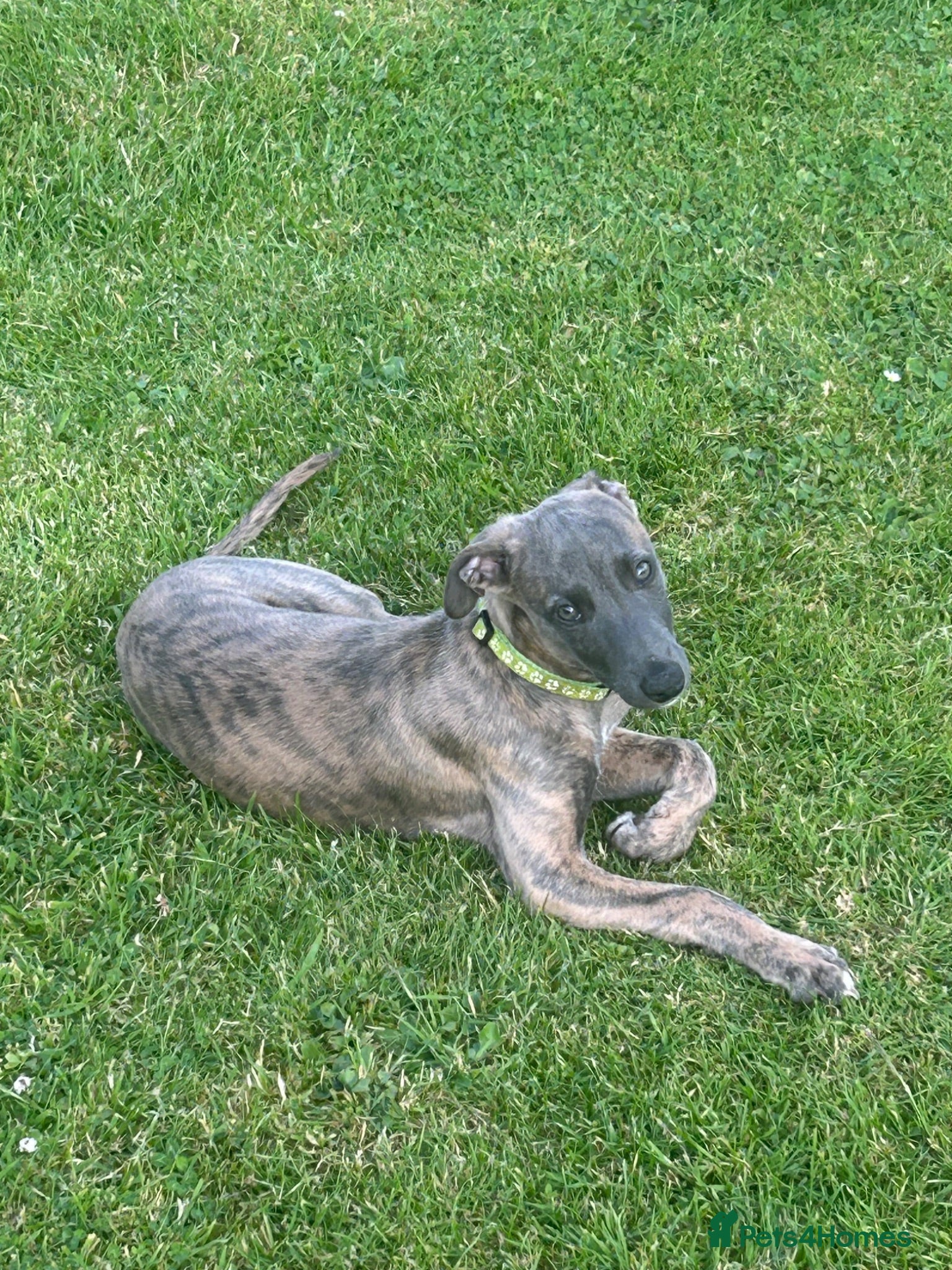 Whippet dogs Bartemius Crouch ** Ready to go now** - Advert 2
