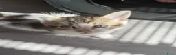 Mixed Breed cats for sale: 6 gorgeous kittens - Advert 12