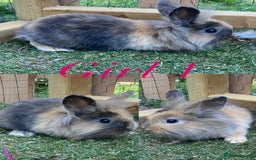 Mini Lion Lop rabbits for sale: mini lion lop rabbits  - Image 2