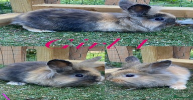 Mini Lion Lop rabbits - Advert 10