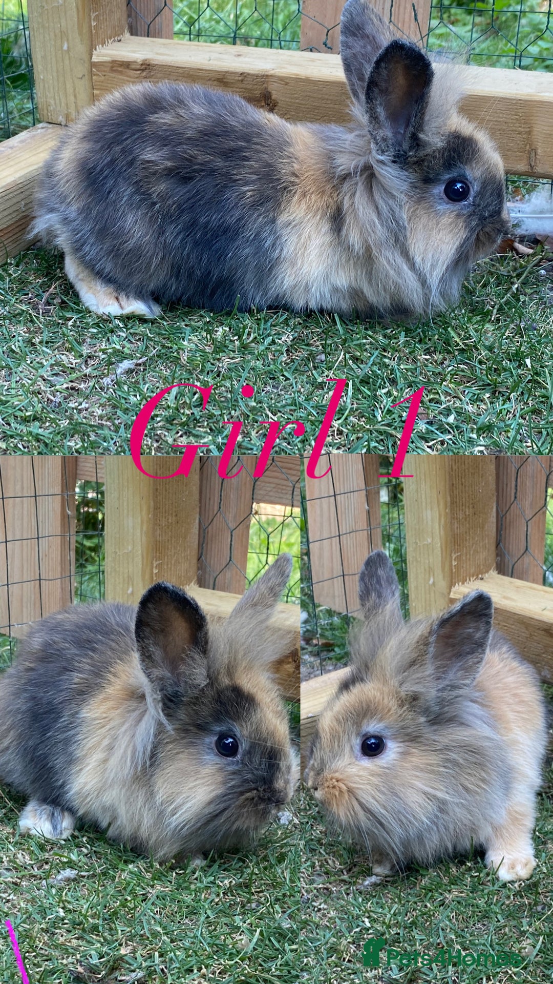 Mini Lion Lop rabbits for sale: mini lion lop rabbits  - Image 2