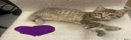 British Shorthair cats for sale: Beautiful litter of BSH with some lovely markings  in Preston - Advert 4