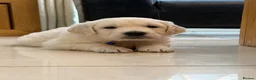 Golden Retriever dogs for sale: Stunning Goldens-Parents are School Wellbeing dogs - Advert 5