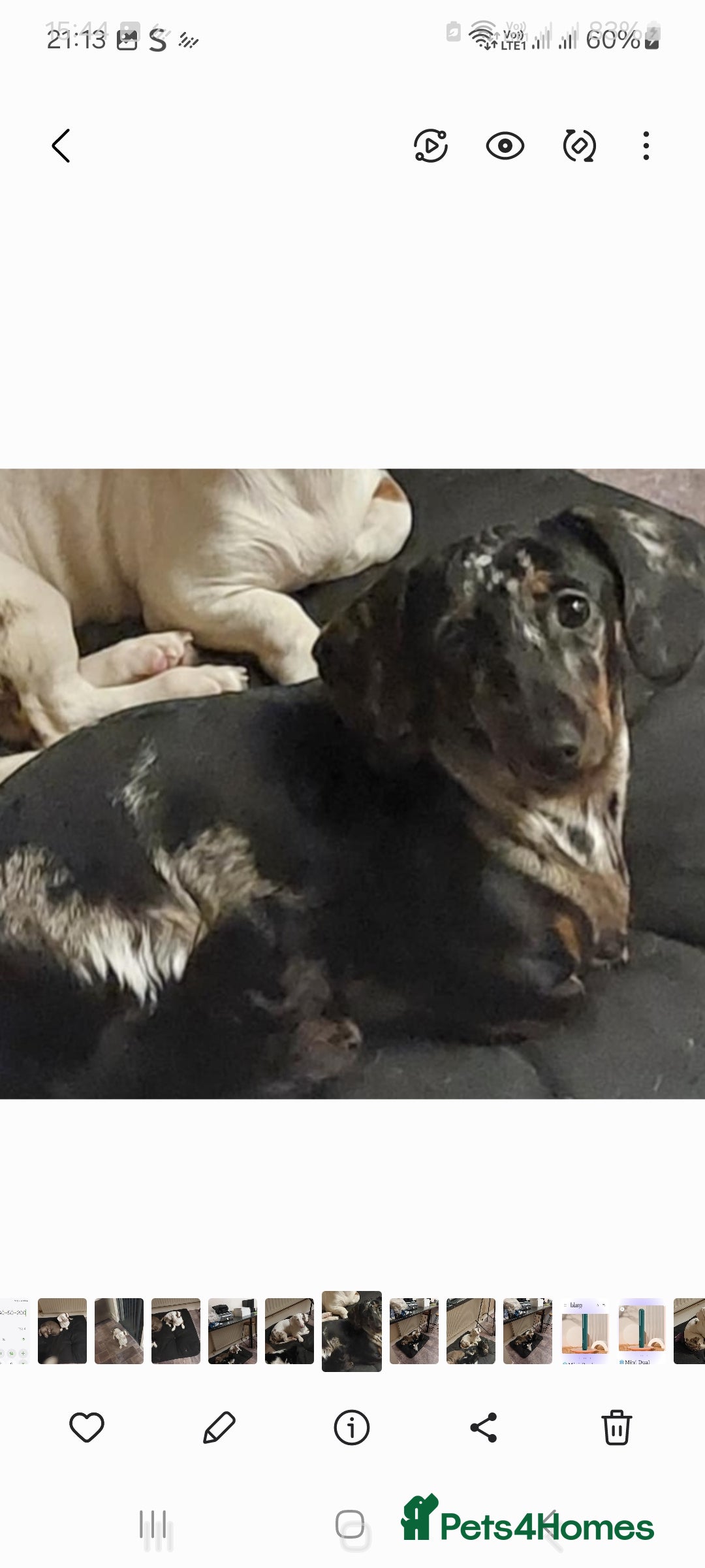 Dachshund dogs Miniture Dauchound girl - Advert 1