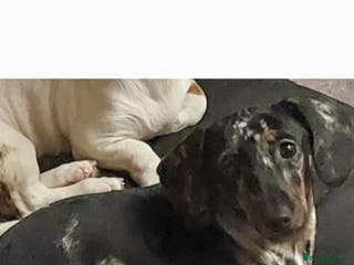 Dachshund dogs Miniture Dauchound girl - Advert 1