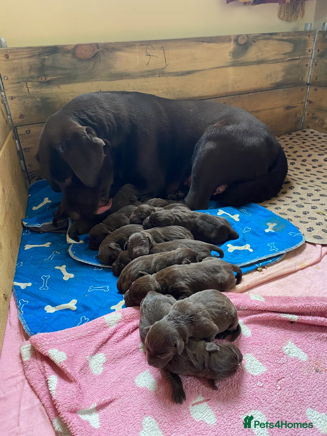 Labrador Retriever dogs for sale: KC Reg Chocolate Labrador Pups Excellent Pedigree  - Advert 2