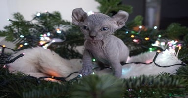 Sphynx cats Unique Elf, Sphynx & Dwelf Babies - Advert 11