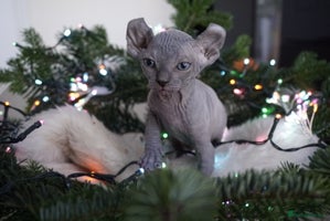 Sphynx cats Unique Elf, Sphynx & Dwelf Babies - Advert 3
