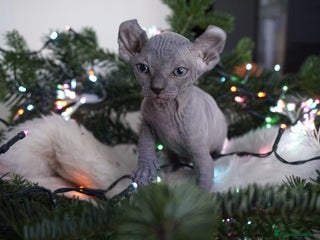 Sphynx cats Unique Elf, Sphynx & Dwelf Babies - Advert 3