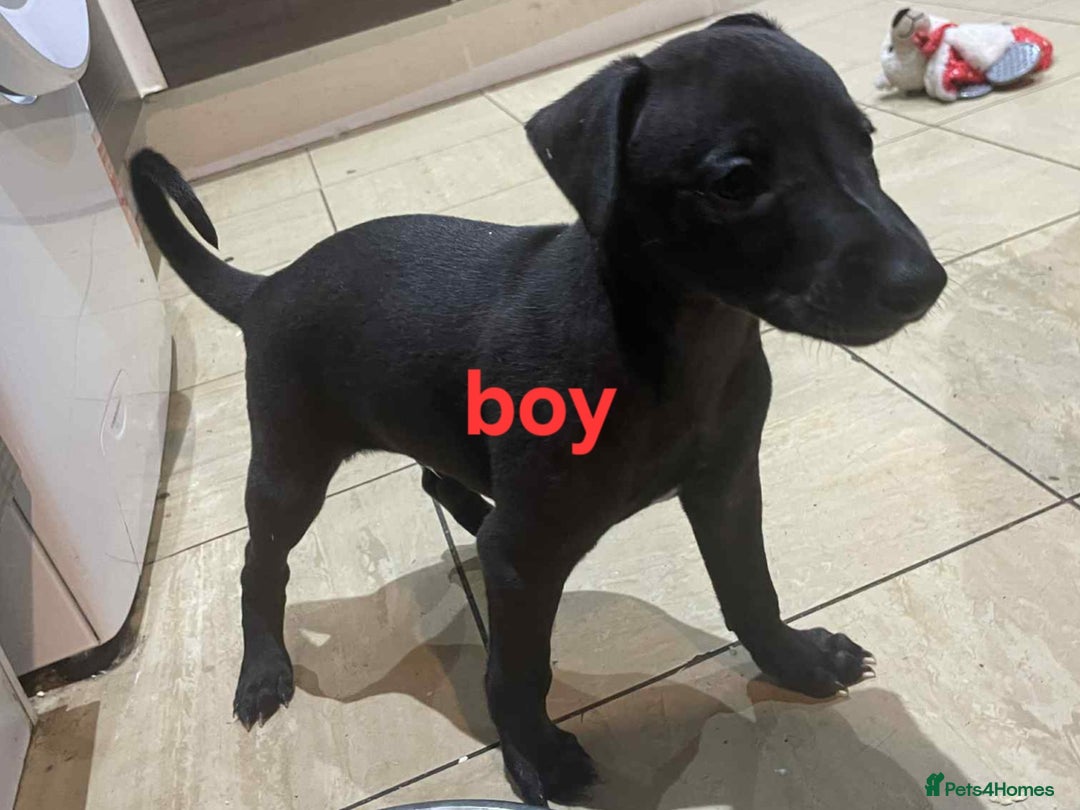 Whippet dogs for sale: K.c Whippet pups - Advert 4