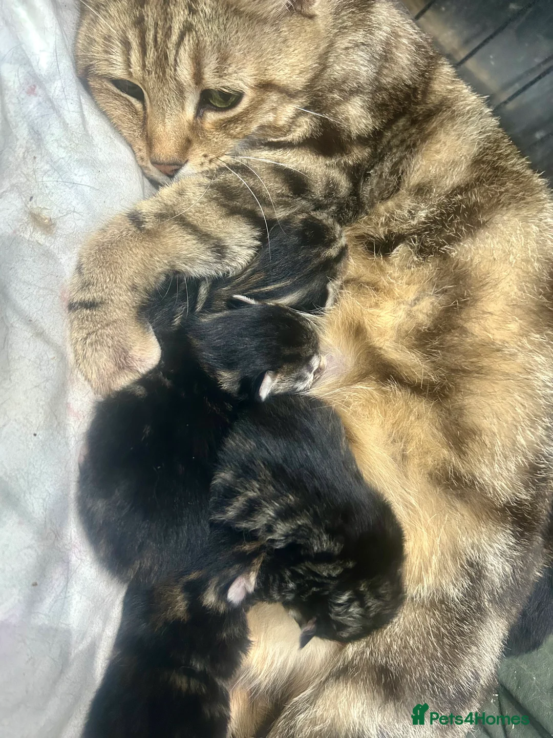 Bengal cats for sale: Bengal x kittens ready end of August  - Advert 2
