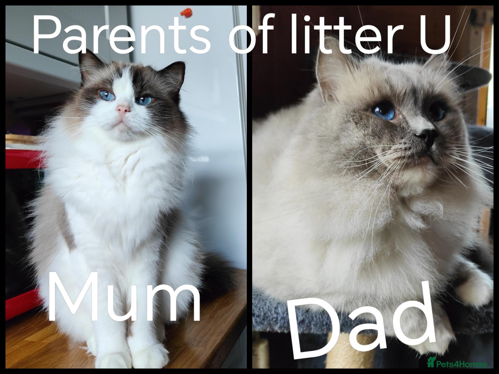 Ragdoll cats PUREBRED RAGDOLL KITTENS GCCF REGISTERED  - Advert 1