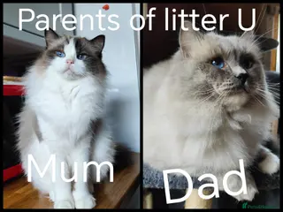 Ragdoll cats PUREBRED RAGDOLL KITTENS GCCF REGISTERED - Advert 1