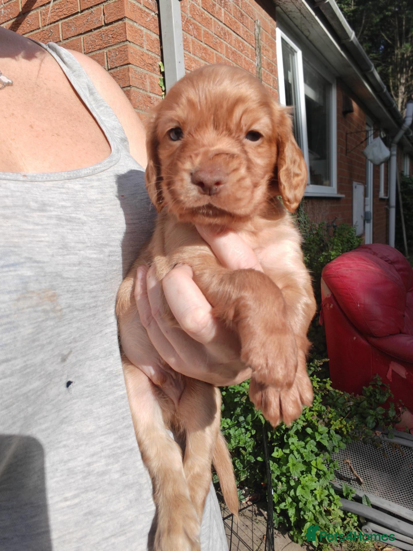 Cocker Spaniel dogs Beautiful Cocker spaniel puppies  - Advert 15