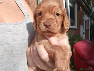 Cocker Spaniel dogs Beautiful Cocker spaniel puppies - Advert 15