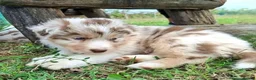 Australian Shepherd dogs for sale: Blue-Eyed Australian Shepherd Puppies Available in Welwyn Garden City - Advert 11