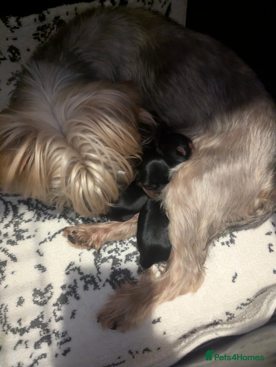 Yorkshire Terrier dogs for sale: Adorable Yorkshire terrier puppies available  - Image 32