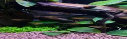 Bettas fish for sale: Outstanding male Betta - food included  - Advert 2