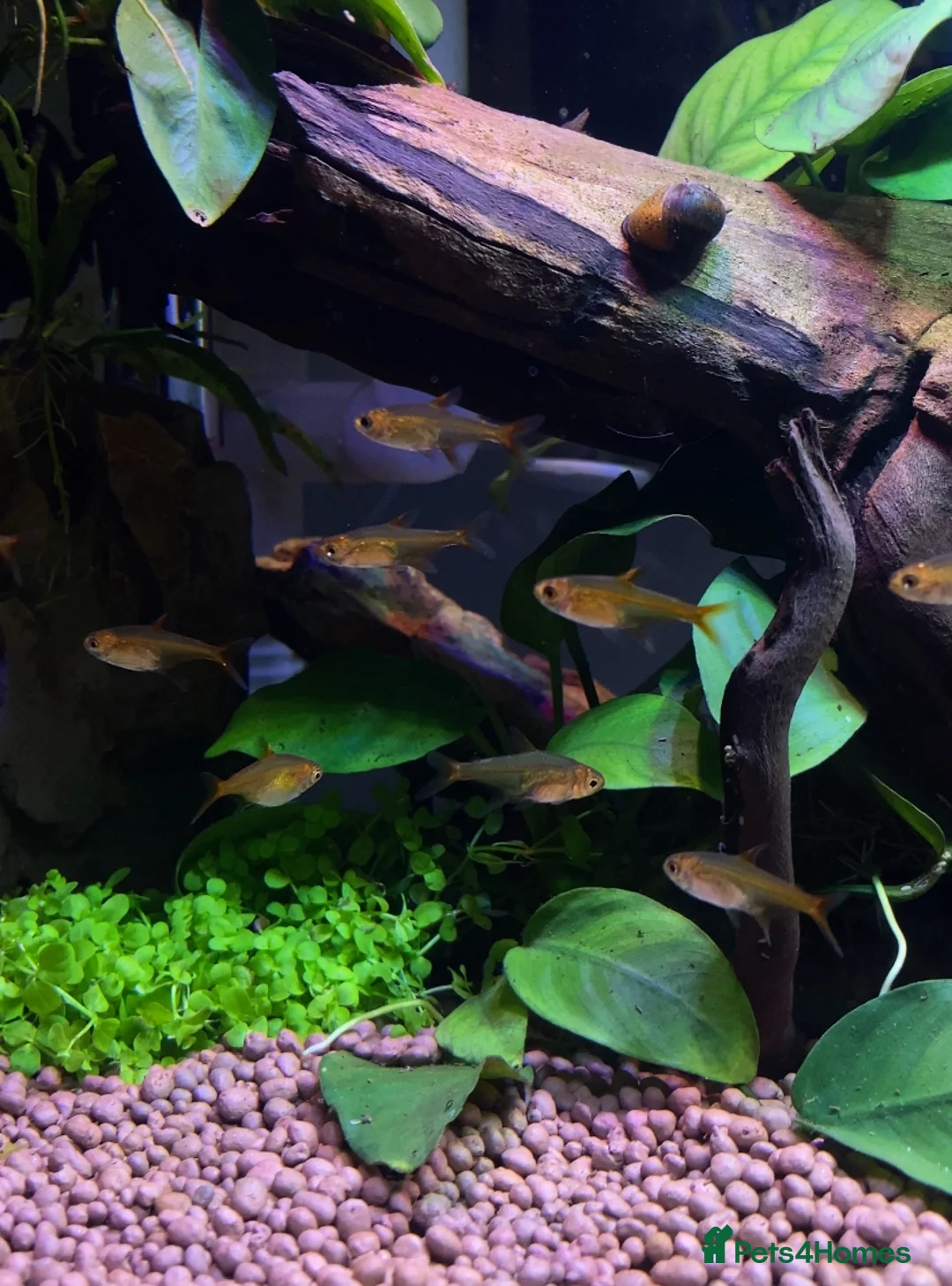 Bettas fish for sale: Outstanding male Betta - food included  - Advert 2