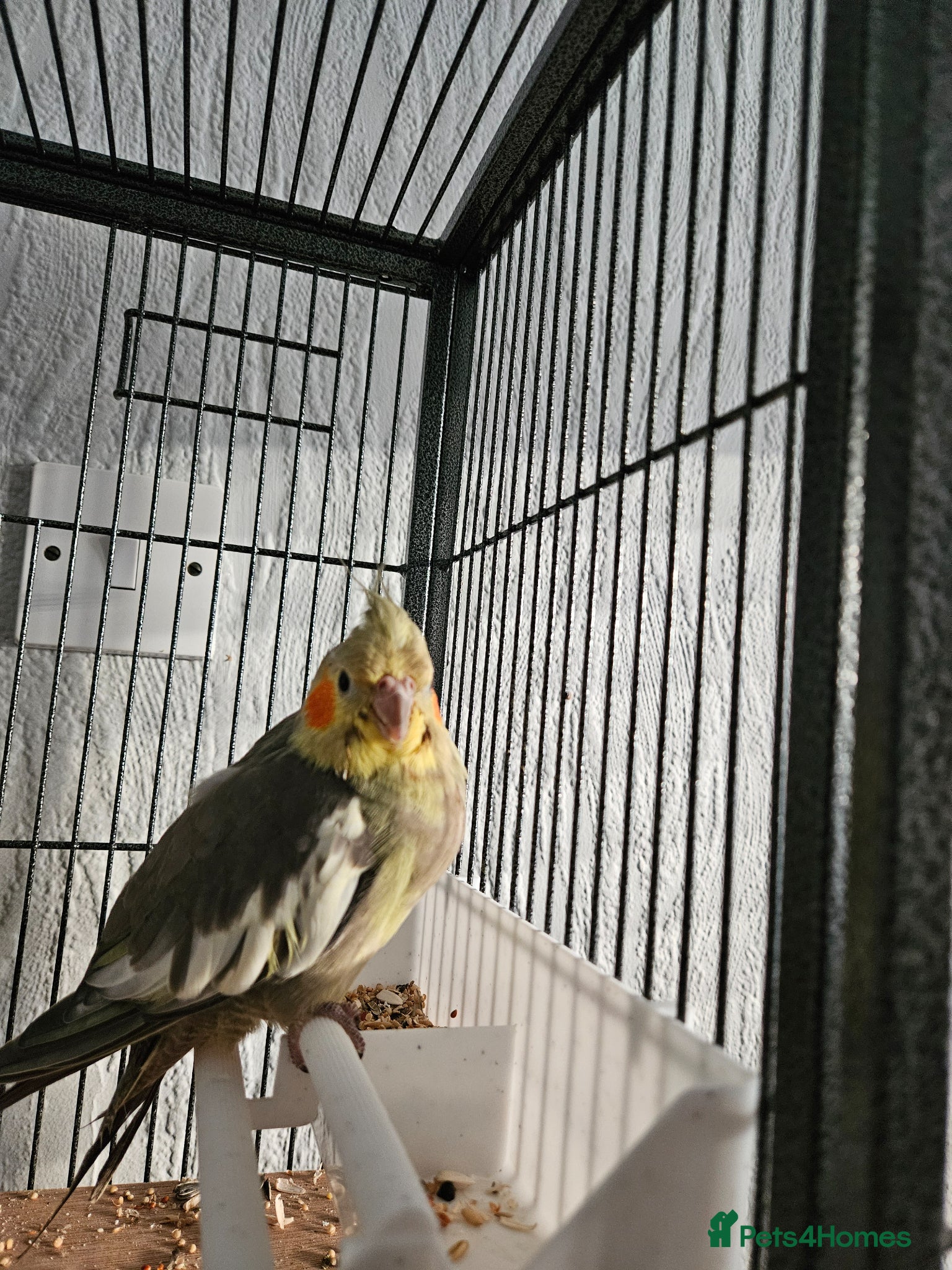 Cockatiels birds Female Cockatiel  - Advert 1