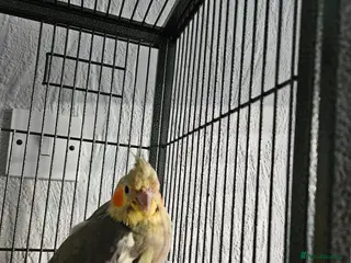 Cockatiels birds Female Cockatiel - Advert 9