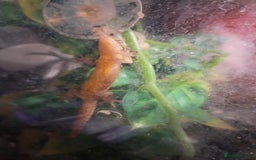 Gecko reptiles for sale: Mourning gecko - Image 1