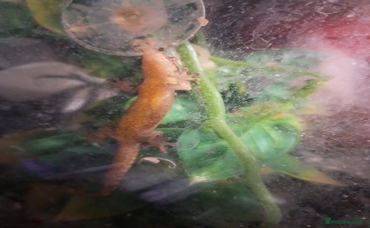 Gecko reptiles - Advert 1